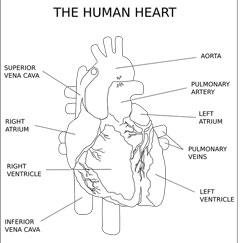 heart arteries