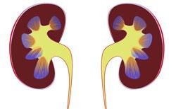 Kidneys